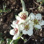 Weeping_pear_blossom