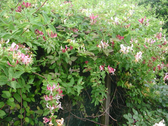 two honeysuckles