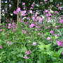 Silene dioica