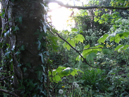 Woodland scene