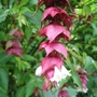 Leycesteria_formosa