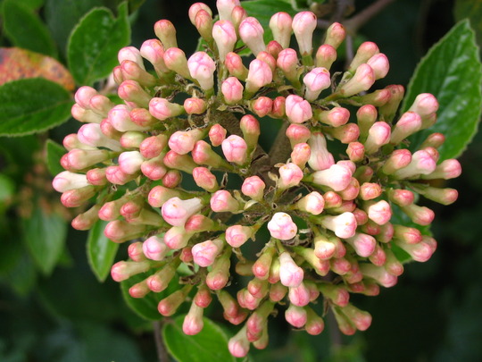 Viburnum Burkwoodii (Viburnum Burkwoodii)