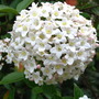 Viburnum_burkwoodii_bloomed