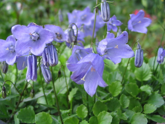 Campanula cochlearifolia (Campanula cochlearifolia)