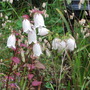 Campanula_takesimana