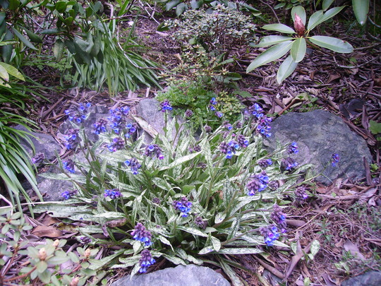 pulmonaria (Pulmonaria rubra (Lungwort))