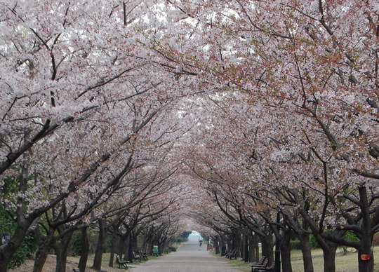 Cherry blossom lined path
