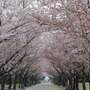 Lined_path