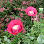 Poppies_