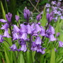 Bluebells
