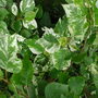 poplar leaves (Populus x jackii 'Aurora')