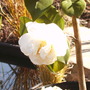 Cam_by_pond