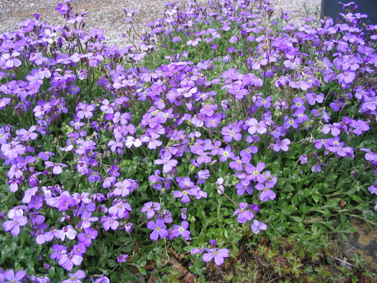 Aubretia (Aubreta)