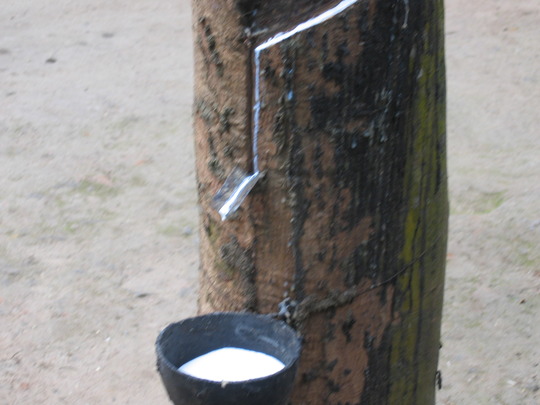 Rubber, collection of natural latex