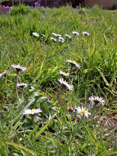 Catterpillia Veiw of Daisys :)