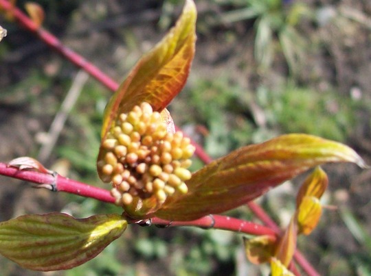 Dogwood Flower
