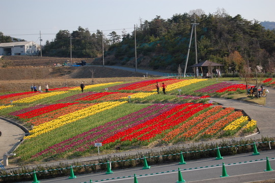 Tulips for sale