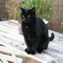 Sooty