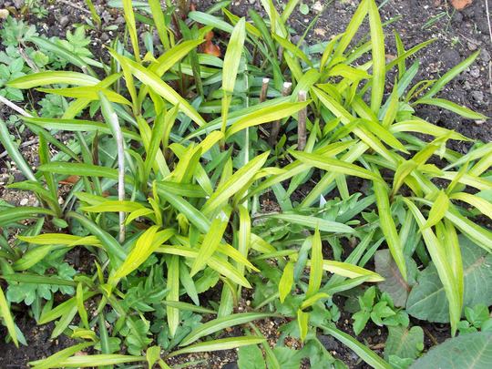 Golden Rod