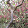 Corylus avellana (Corkscrew hazel)
