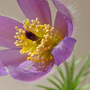 Pulsatilla vulgaris (Blue) (Pulsatilla vulgaris (Blue))