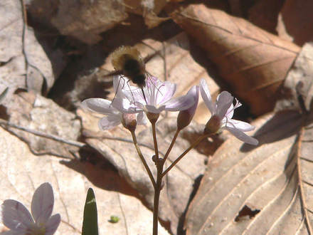 Bee Fly on Spring Beauty