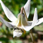 Bee_on_white_trout_lily2_4-15-08_sm
