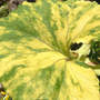 Petasites