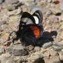 Moth_grapevine_epimenis_sparkle_4-15-08_good_sm