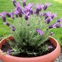 FRENCH_LAVENDER1.jpg (Lavandula papillon)