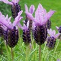 FRENCH_LAVENDER2.jpg (Lavandula papillon)