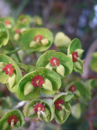 Euphorbia x martinii (Euphorbia x martinii)