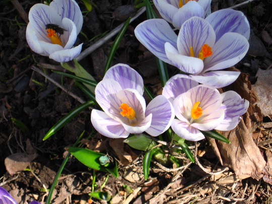 crocus (Crocus vernus (Dutch crocus))