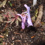 Corydalis_flexuosa
