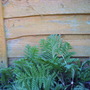 Tansy_plants