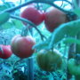 Garden_photo_s_130