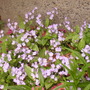 Omphalodes verna