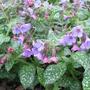 Pulmonaria_saccharata_mrs_moon
