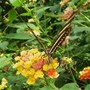 Butterfly Farm, Long Sutton, Spalding, Lincolnshire