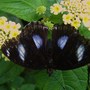 Butterfly Farm, Long Sutton, Spalding, Lincolnshire