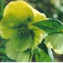 Hellebore
