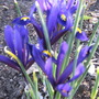 same irises as in Apr6 pic...12 days ago....