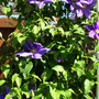 _TEXAS_016.CLEMATIS