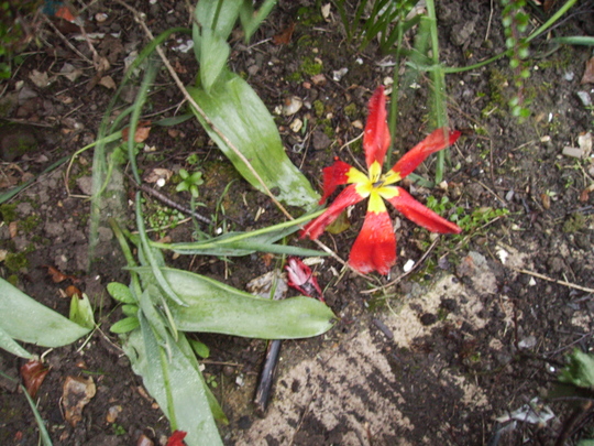A garden flower photo