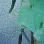 Garden_photo_s_141