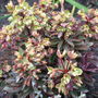 Euphorbiab__helena_s_blush__in_flower_2