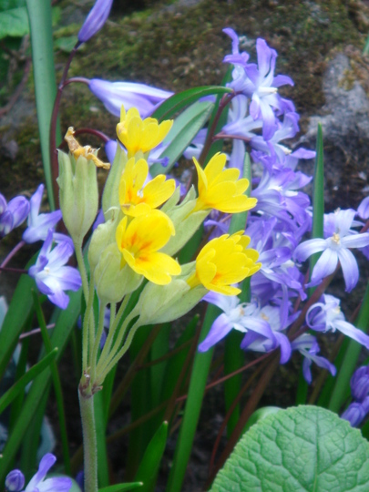 Cowslip & Chionodoxa (Chionodoxa forbesii (Glory of the snow))