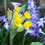Cowslip & Chionodoxa (Chionodoxa forbesii (Glory of the snow))