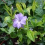 Double-flowered__vinca
