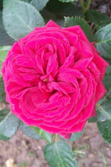 My new patio Rose (Rosa)